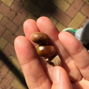 ポケットには、どんぐりも入れれます。