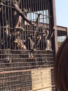 宮崎市フェニックス自然動物園の チンパンジーのご飯時。