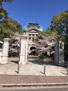 桜も満開になってきました
