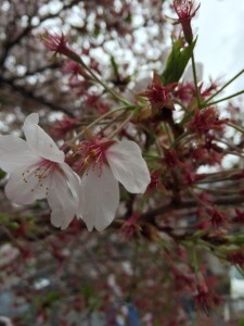 葉桜になってきました。