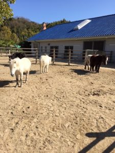 静止画のように動かない馬