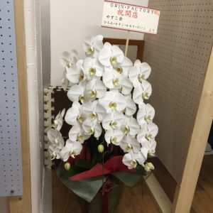 元チームメイトからも胡蝶蘭
